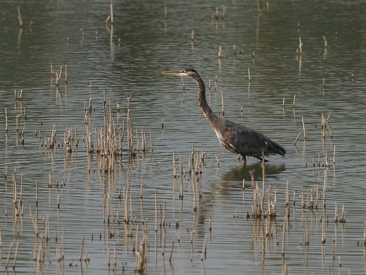Great Blue Heron - ML643123572