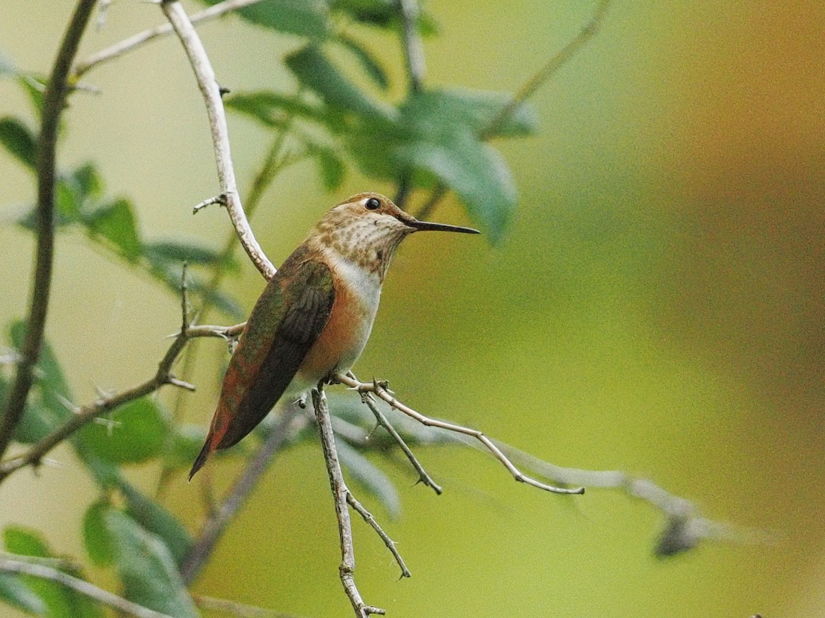 Rufous Hummingbird - ML643123573