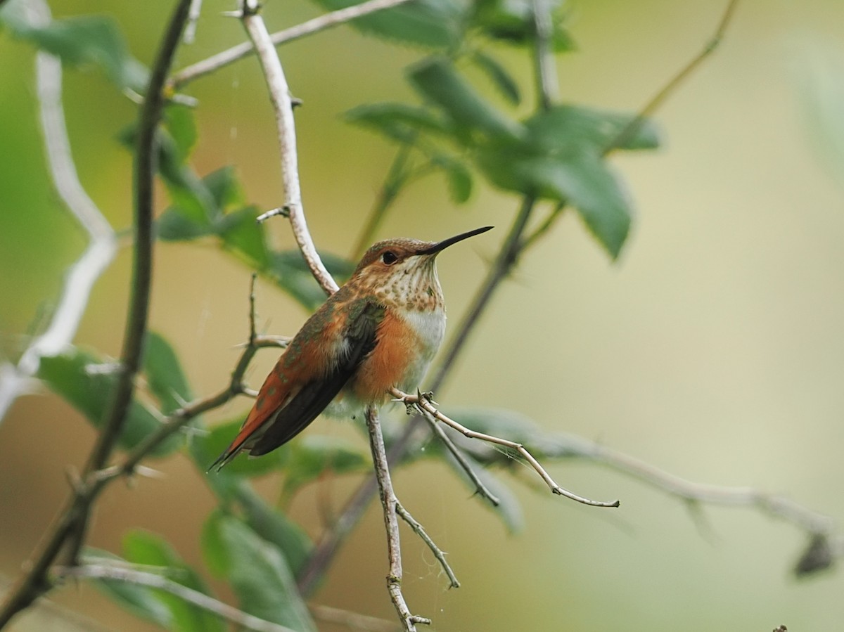 Rufous Hummingbird - ML643123574