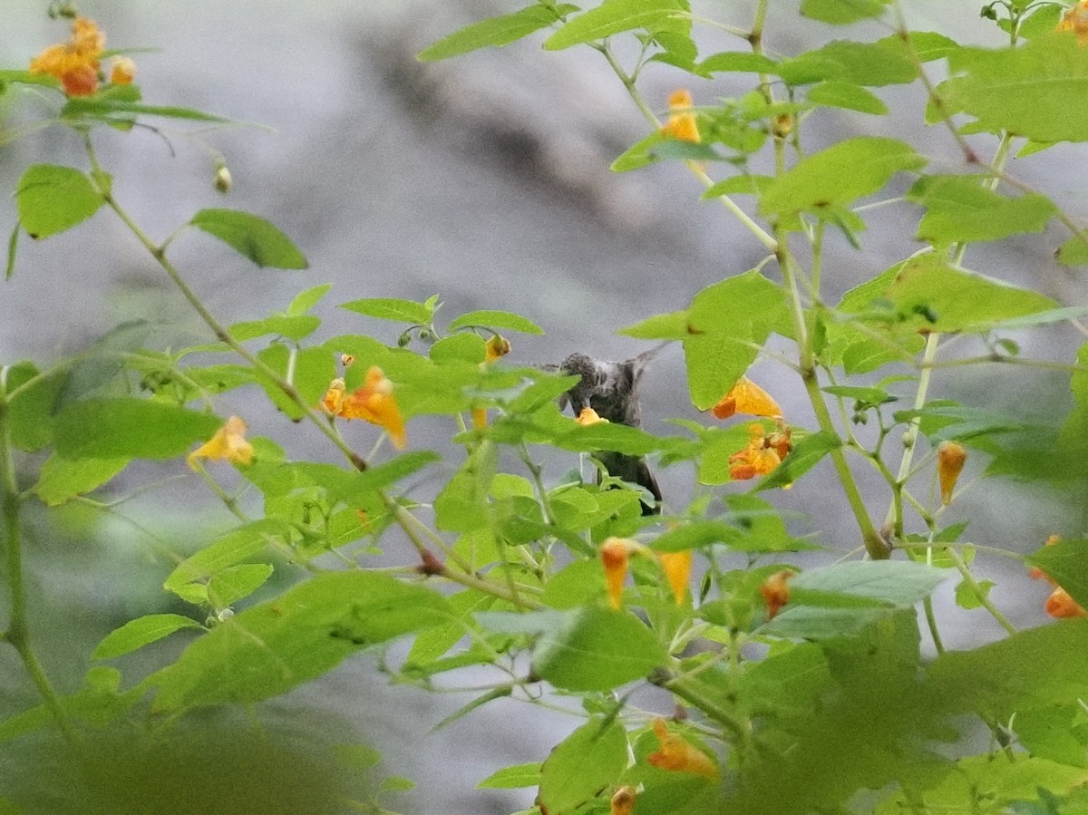 Anna's Hummingbird - ML643123575