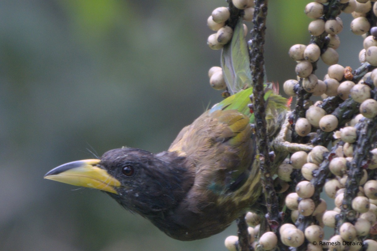 Great Barbet - ML643123580