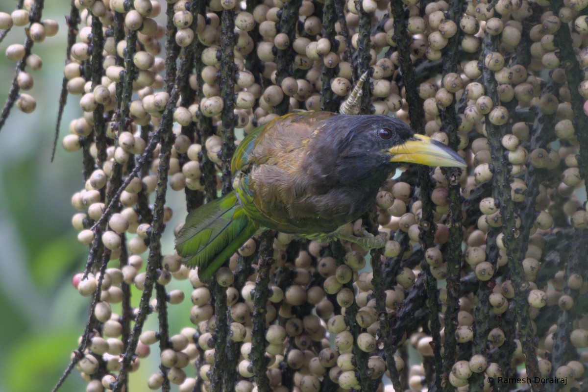 Great Barbet - ML643123581