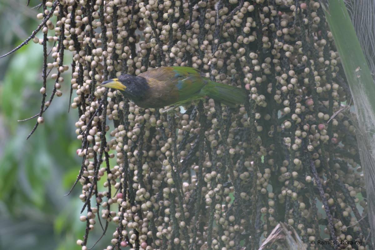 Great Barbet - ML643123582
