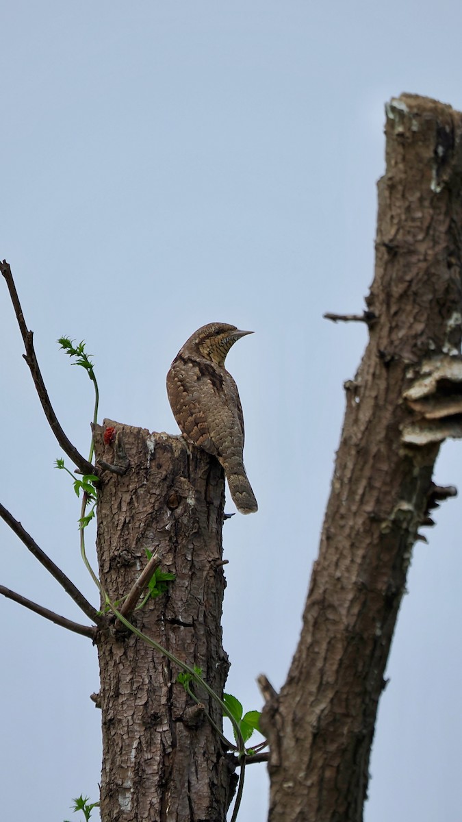 Eurasian Wryneck - ML643123583