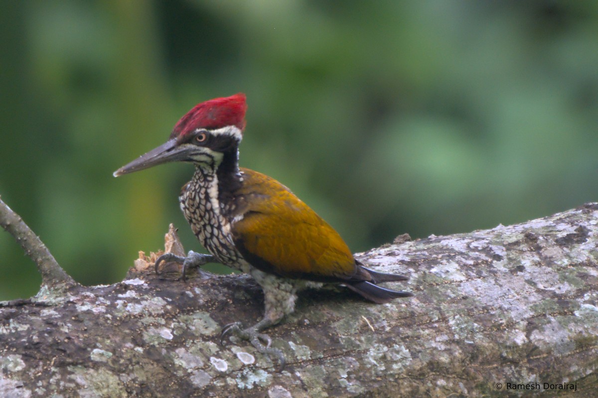 Greater Flameback - ML643123587