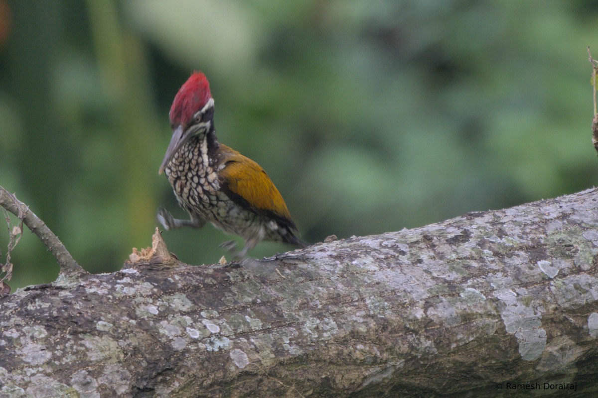 Greater Flameback - ML643123588