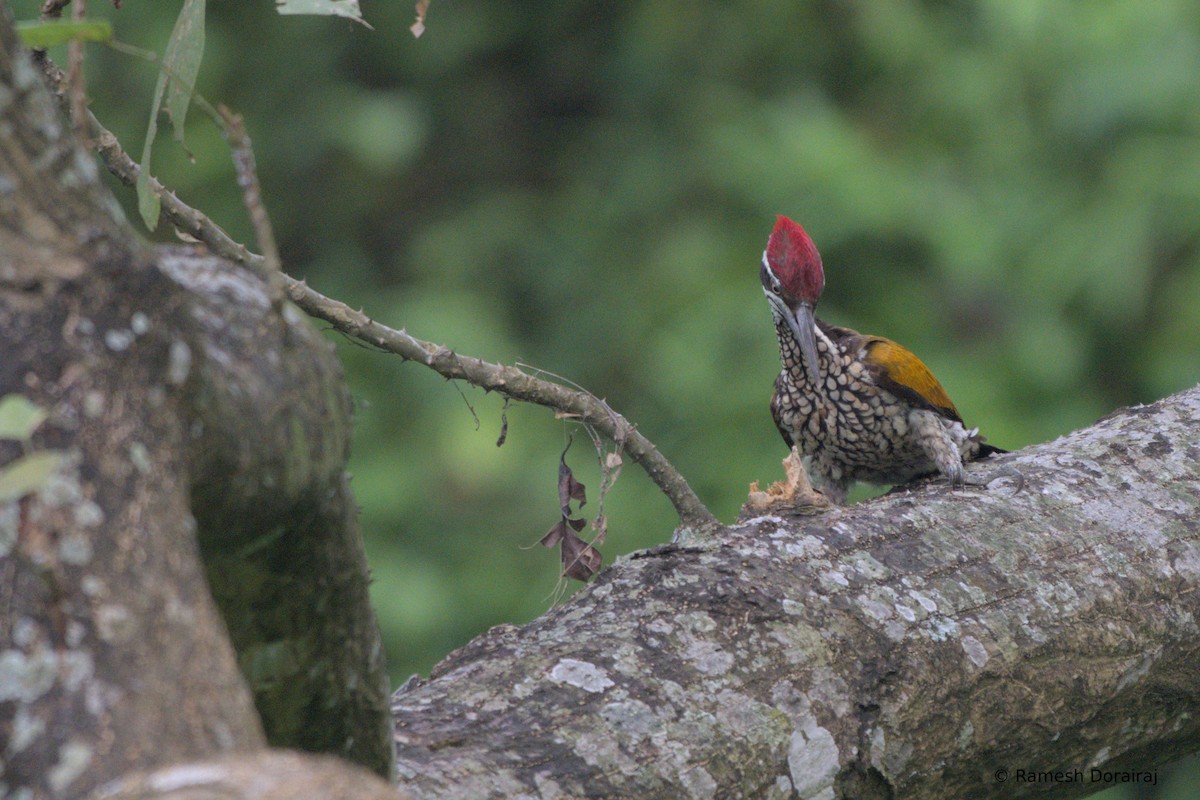 Greater Flameback - ML643123589