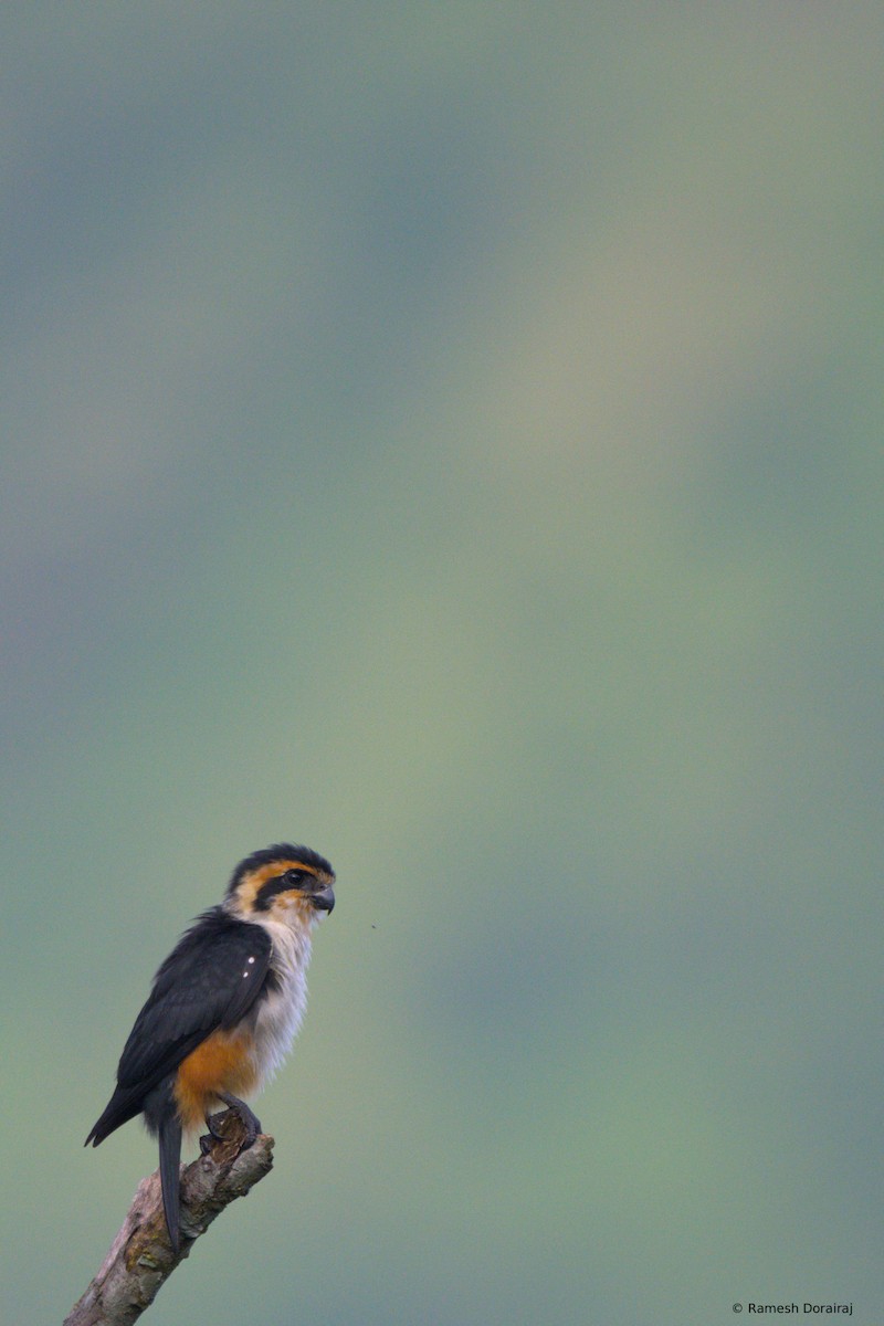 Collared Falconet - ML643123593
