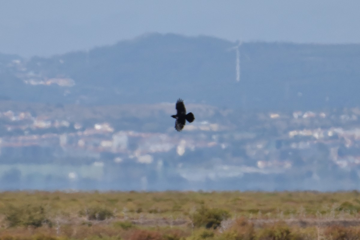 Erroi handia - ML643123595