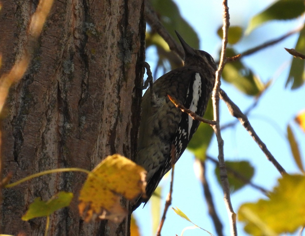 Yellow-bellied Sapsucker - ML643123658