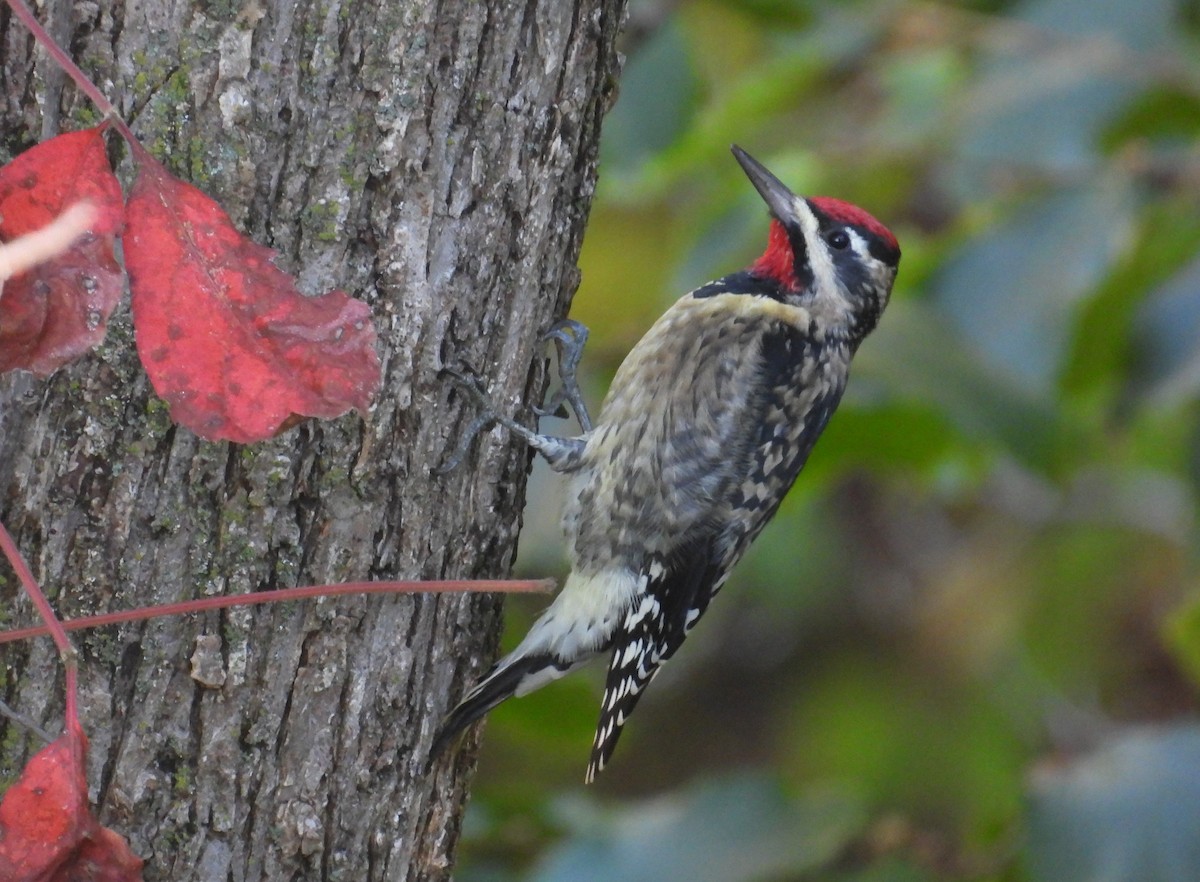 Yellow-bellied Sapsucker - ML643123659