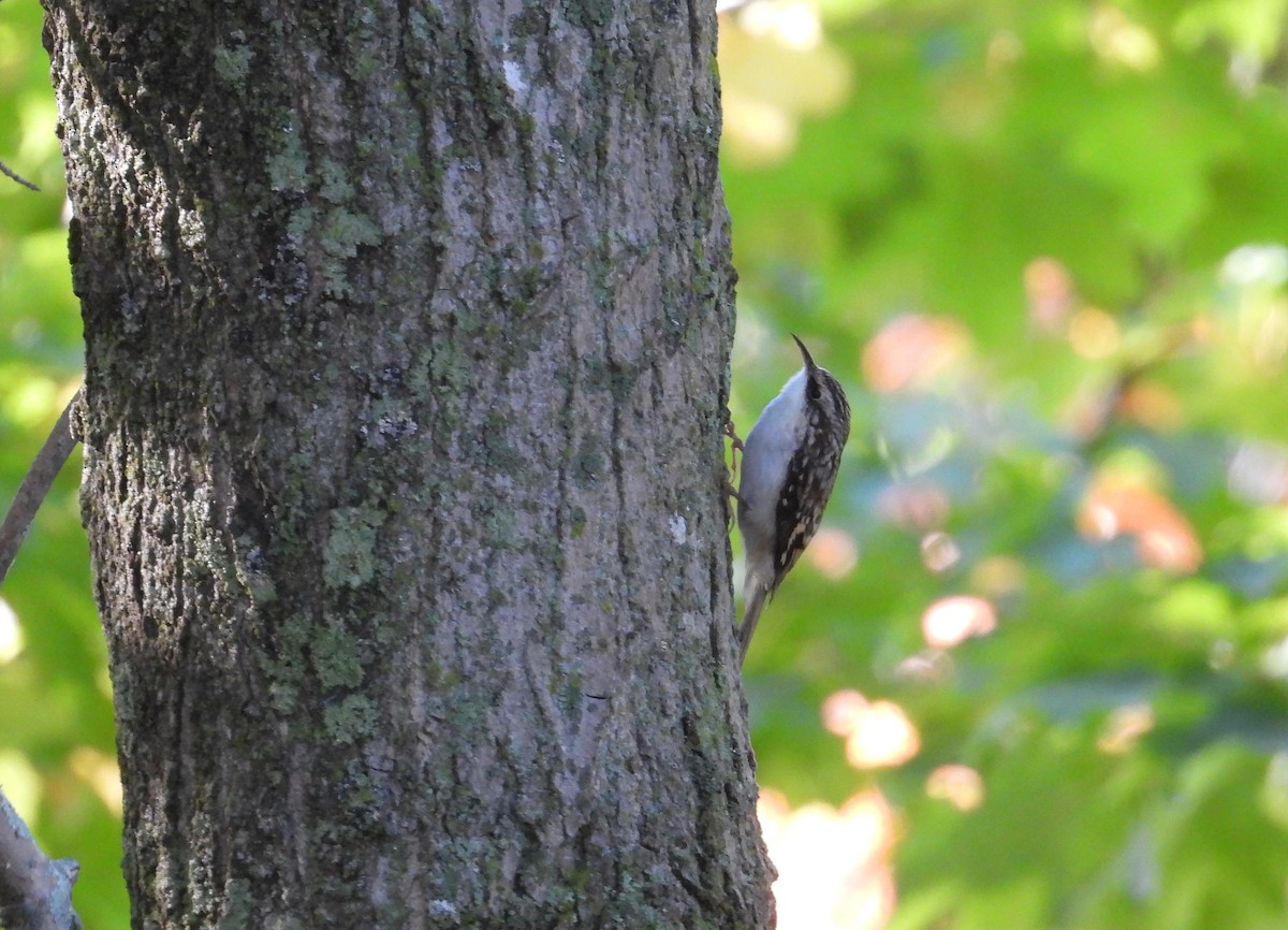 Brown Creeper - ML643123663