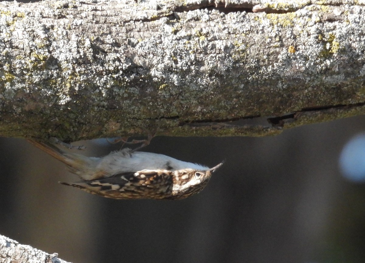Brown Creeper - ML643123664