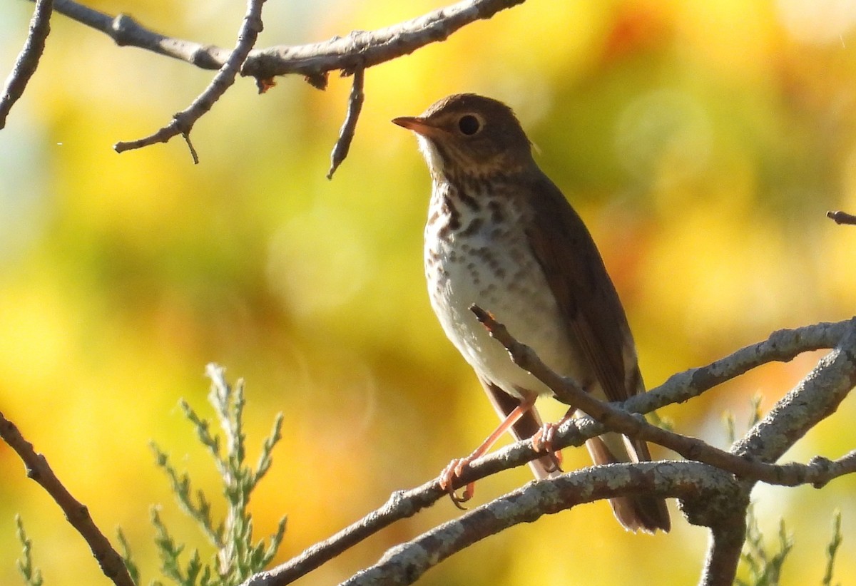 Swainson's Thrush - ML643123669