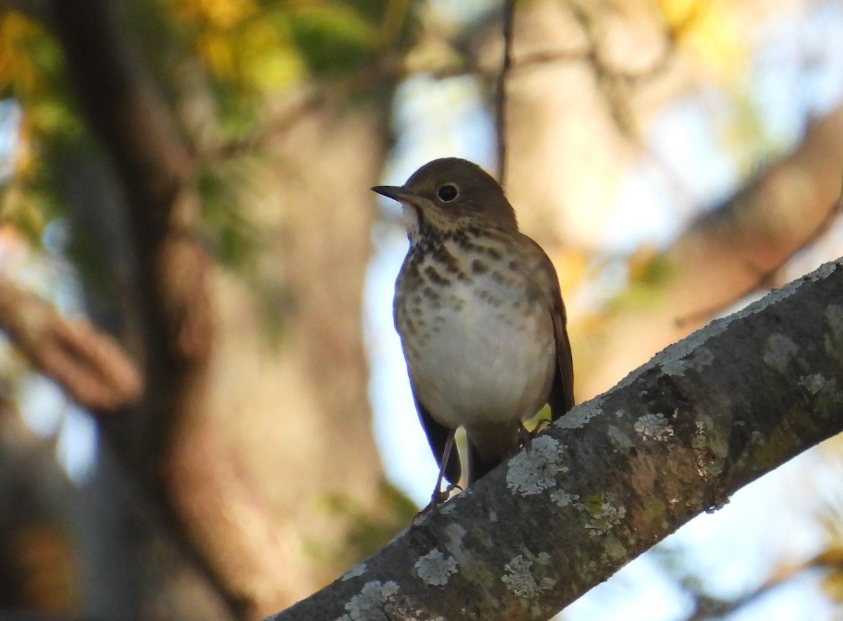 Hermit Thrush - ML643123671