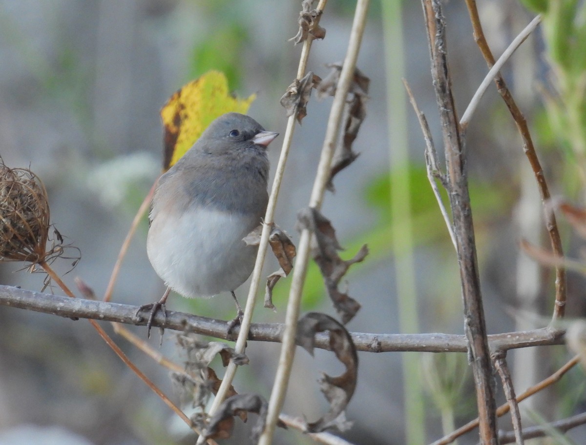 Dark-eyed Junco - ML643123676