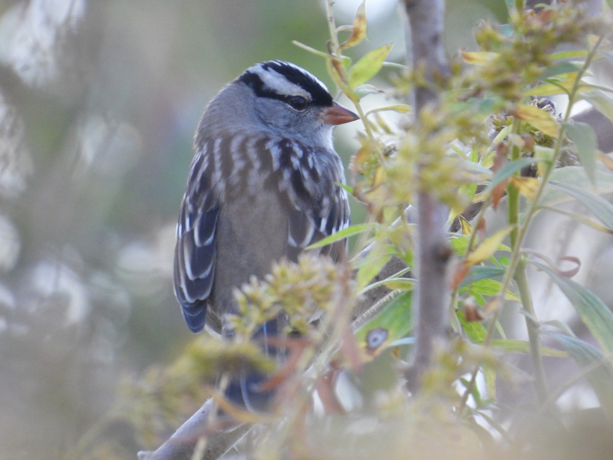 White-crowned Sparrow - ML643123681