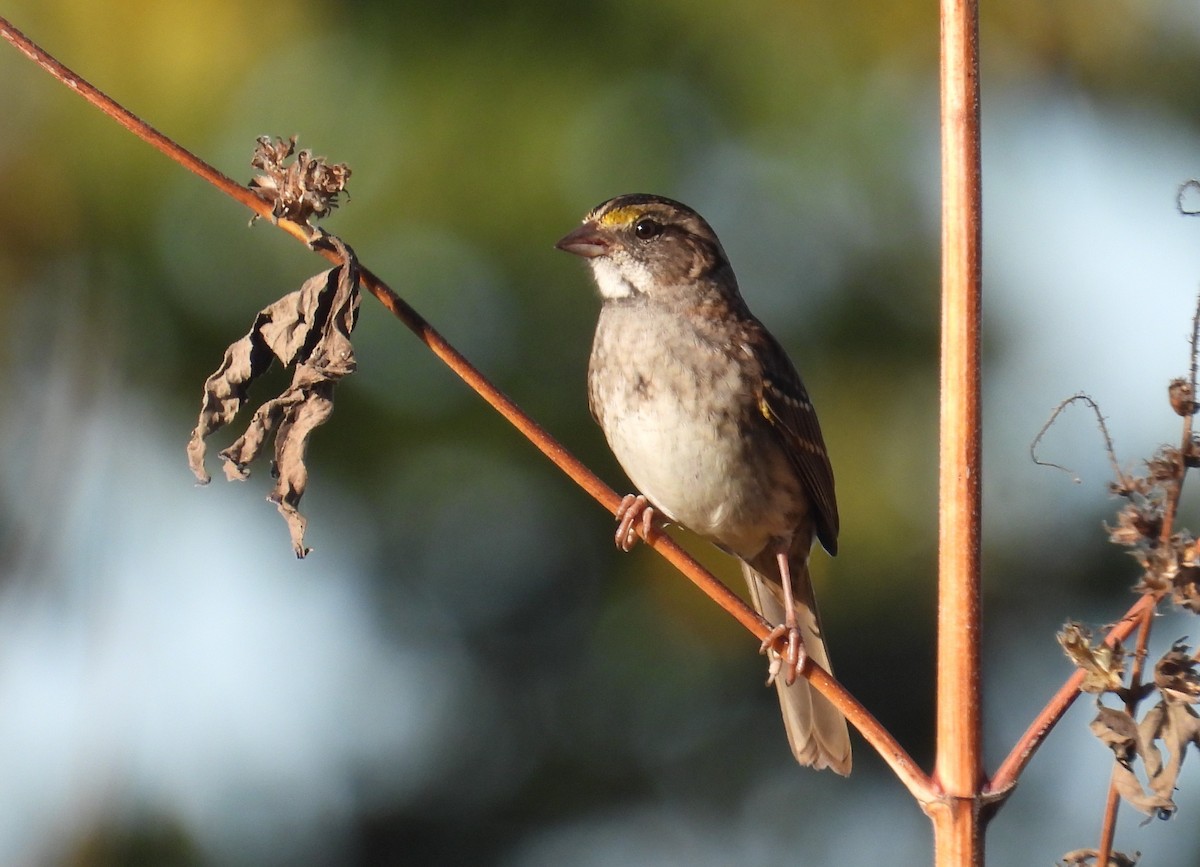 White-throated Sparrow - ML643123685