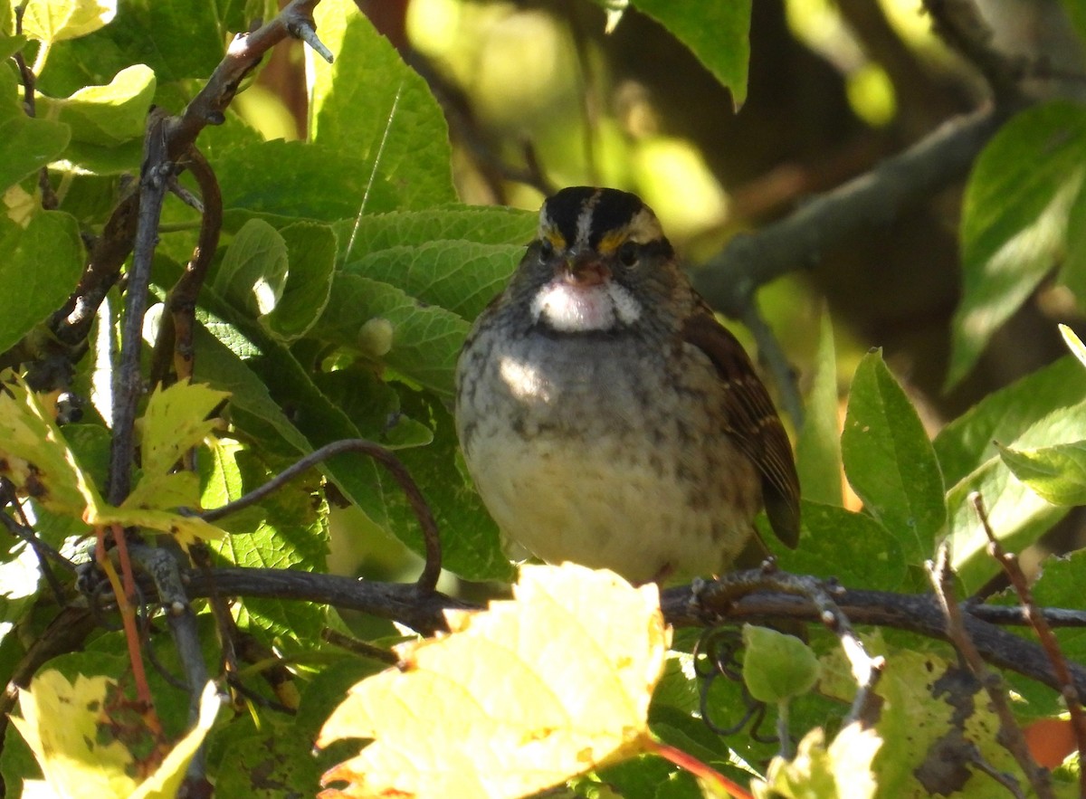 White-throated Sparrow - ML643123686