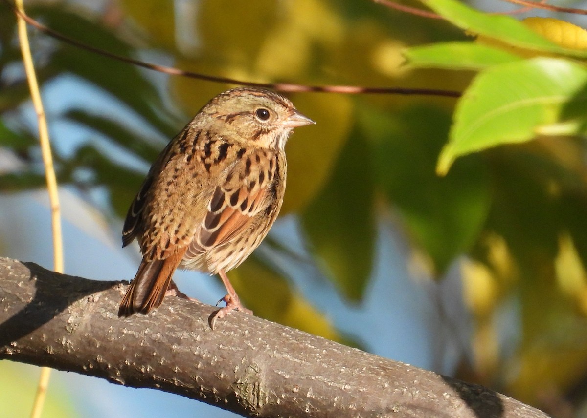Lincoln's Sparrow - ML643123689
