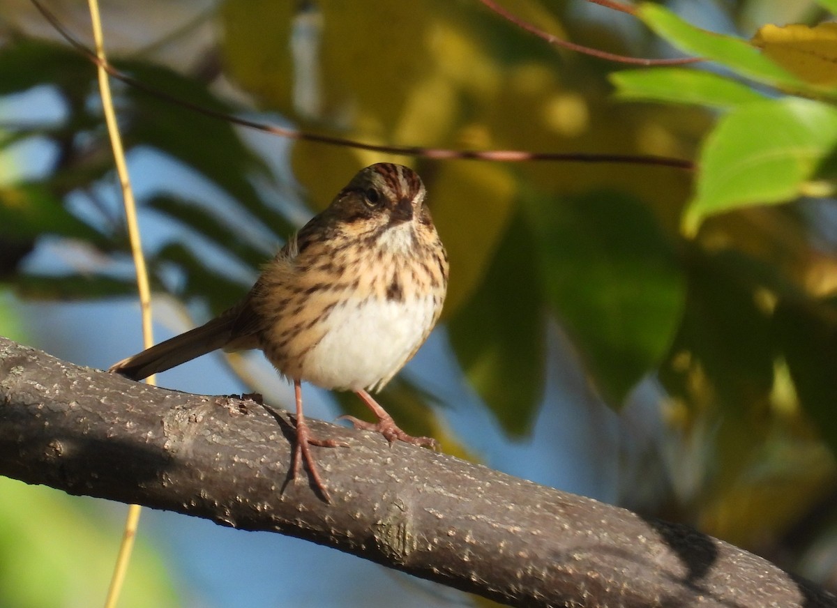 Lincoln's Sparrow - ML643123690