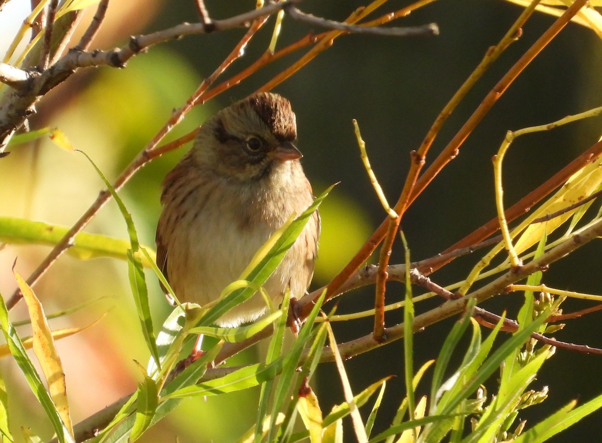 Swamp Sparrow - ML643123694