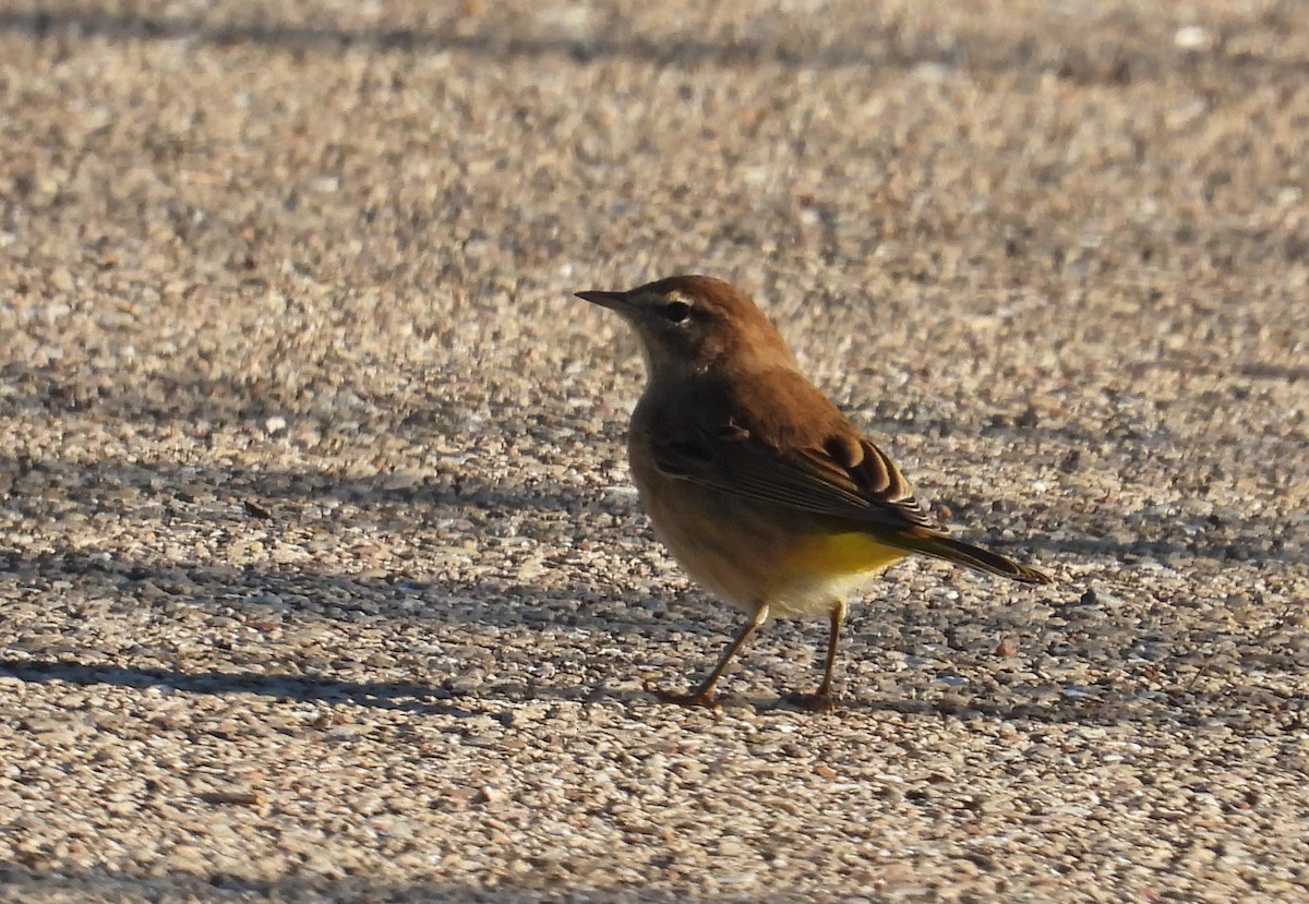 Palm Warbler - ML643123699