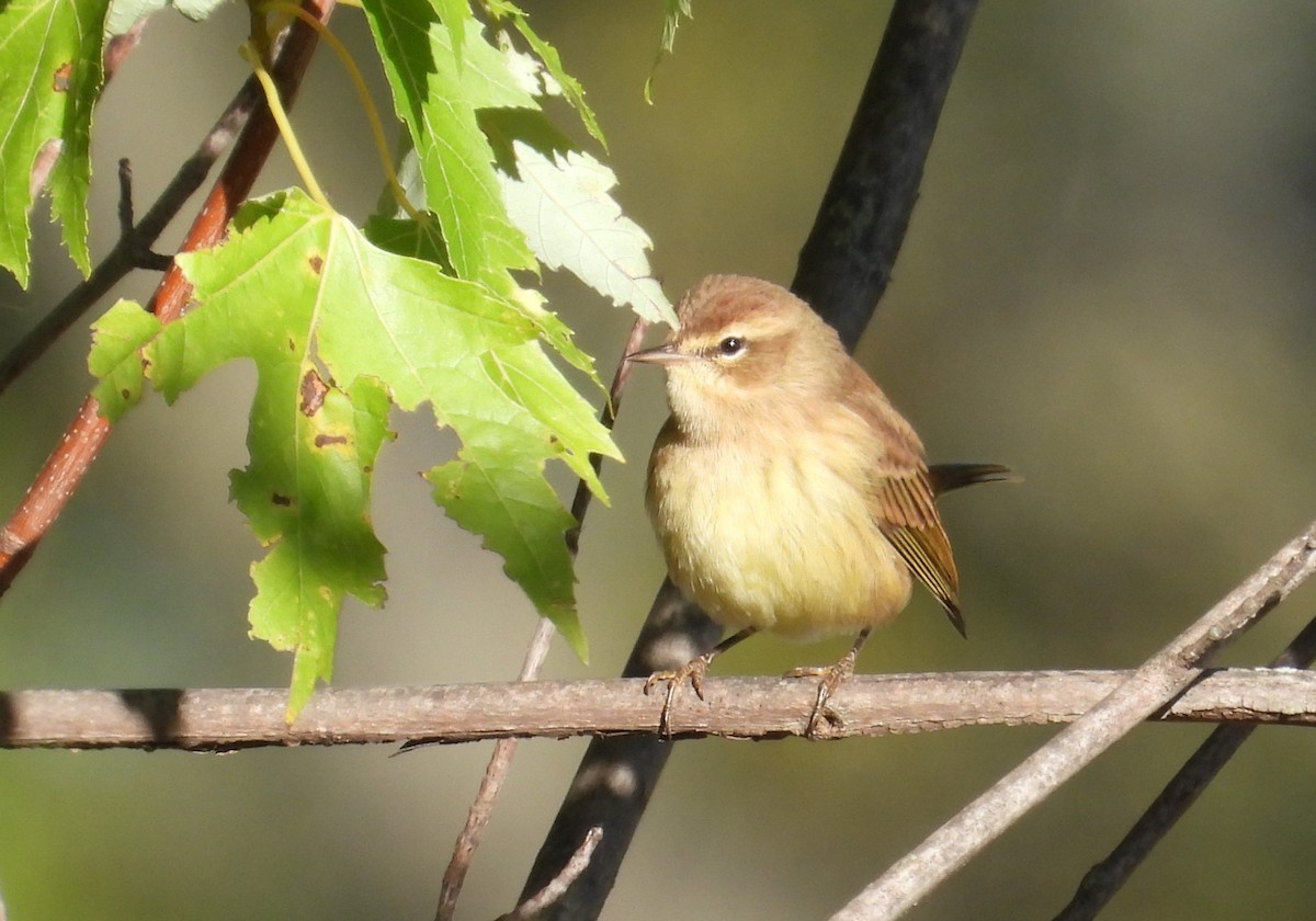 Palm Warbler - ML643123700