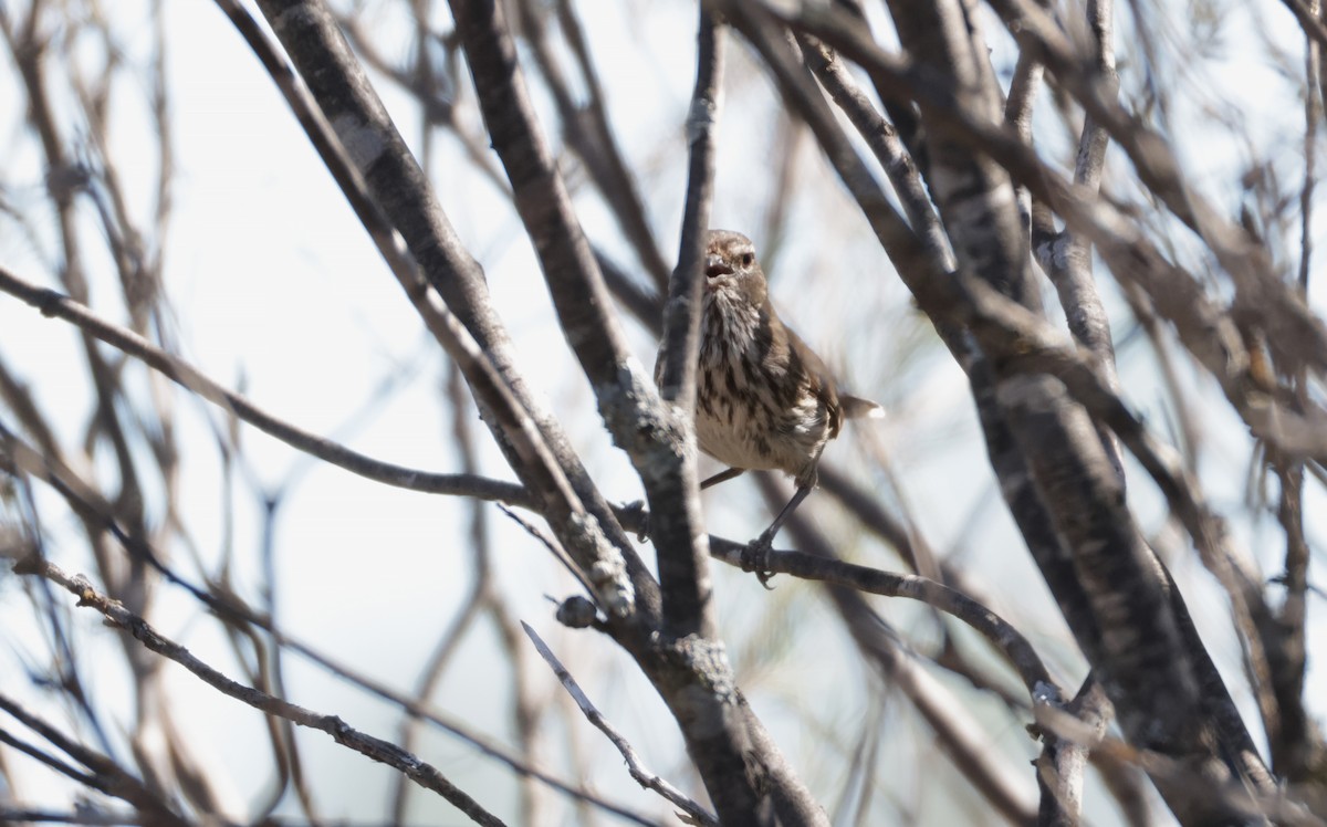 Shy Heathwren - ML643123747