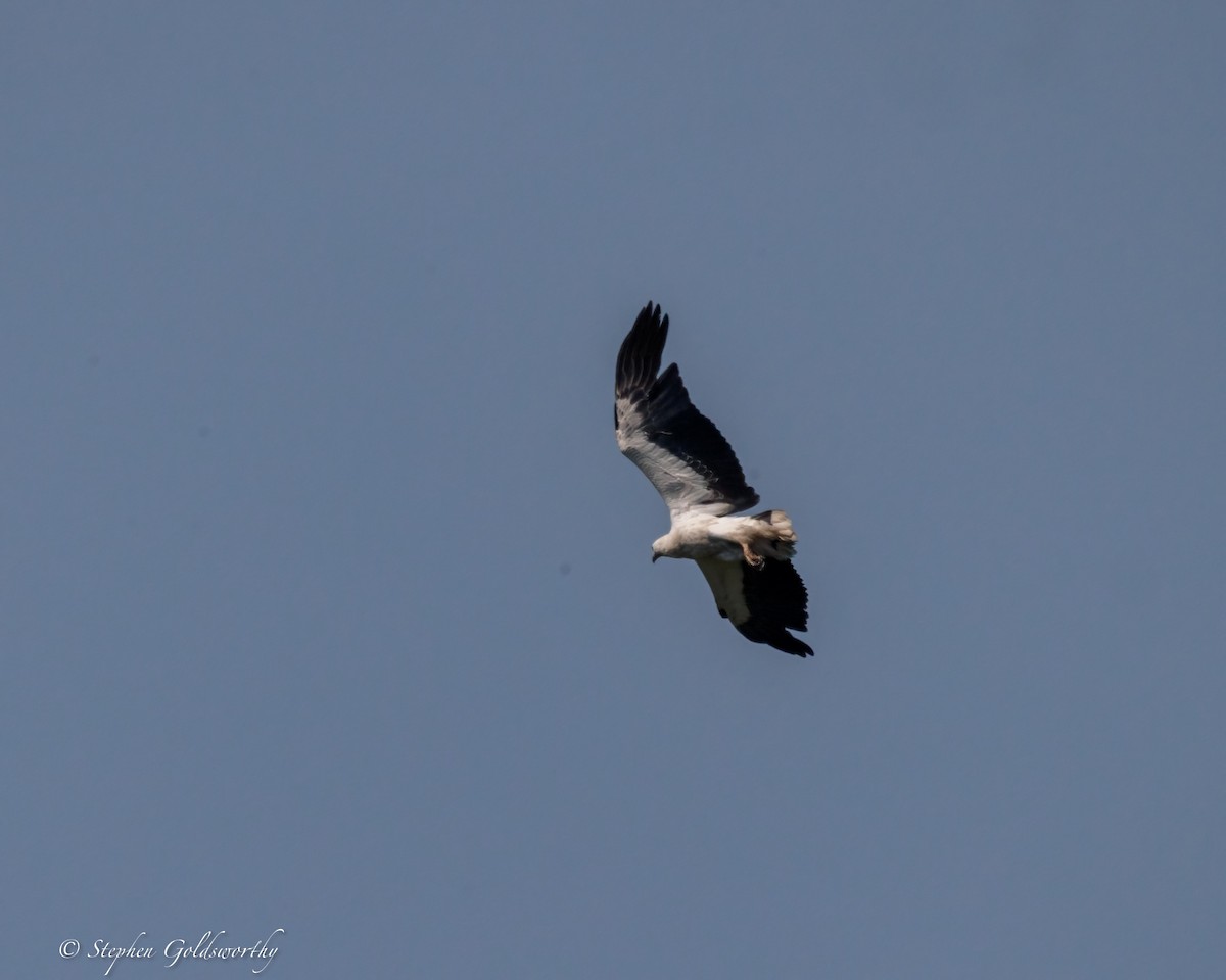 White-bellied Sea-Eagle - ML643123758