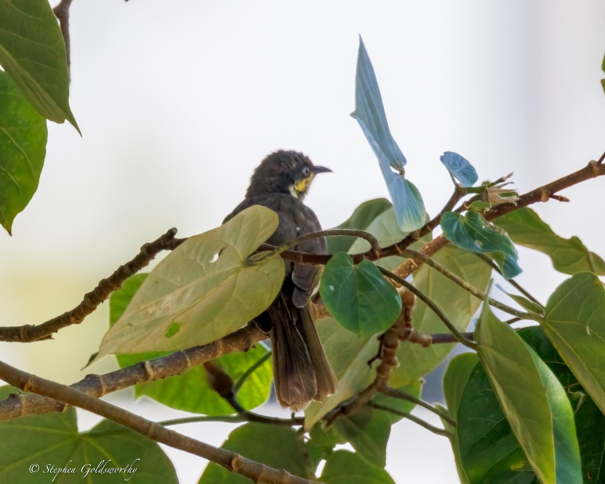 Mangrove Honeyeater - ML643123759