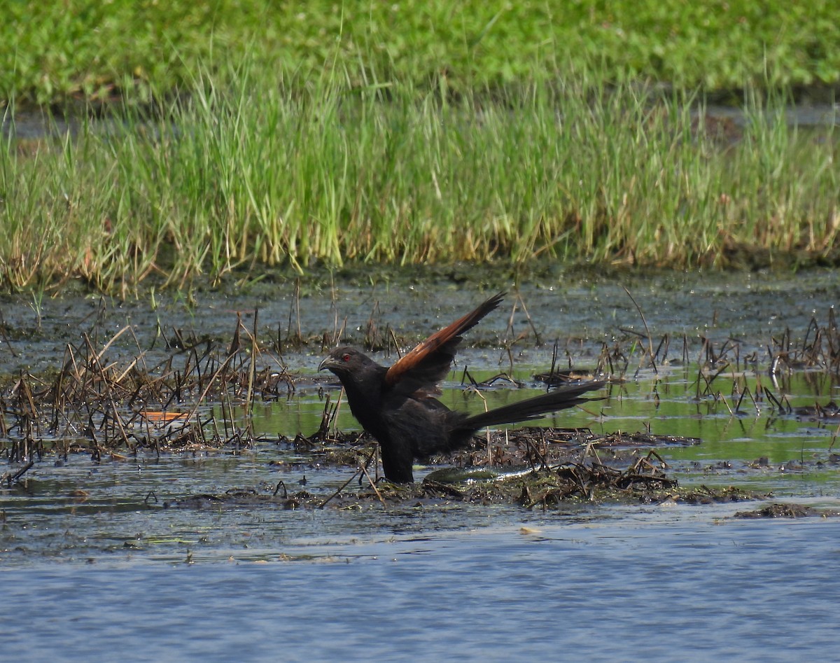 Sunda Coucal - ML643123761