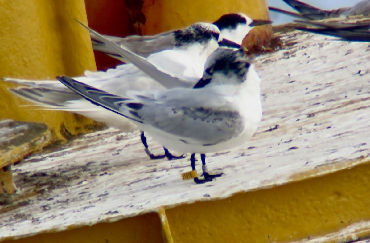 Sandwich Tern - ML643123785