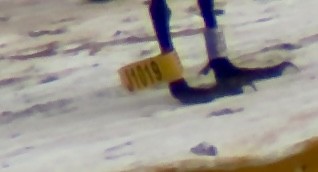 Sandwich Tern - ML643123786