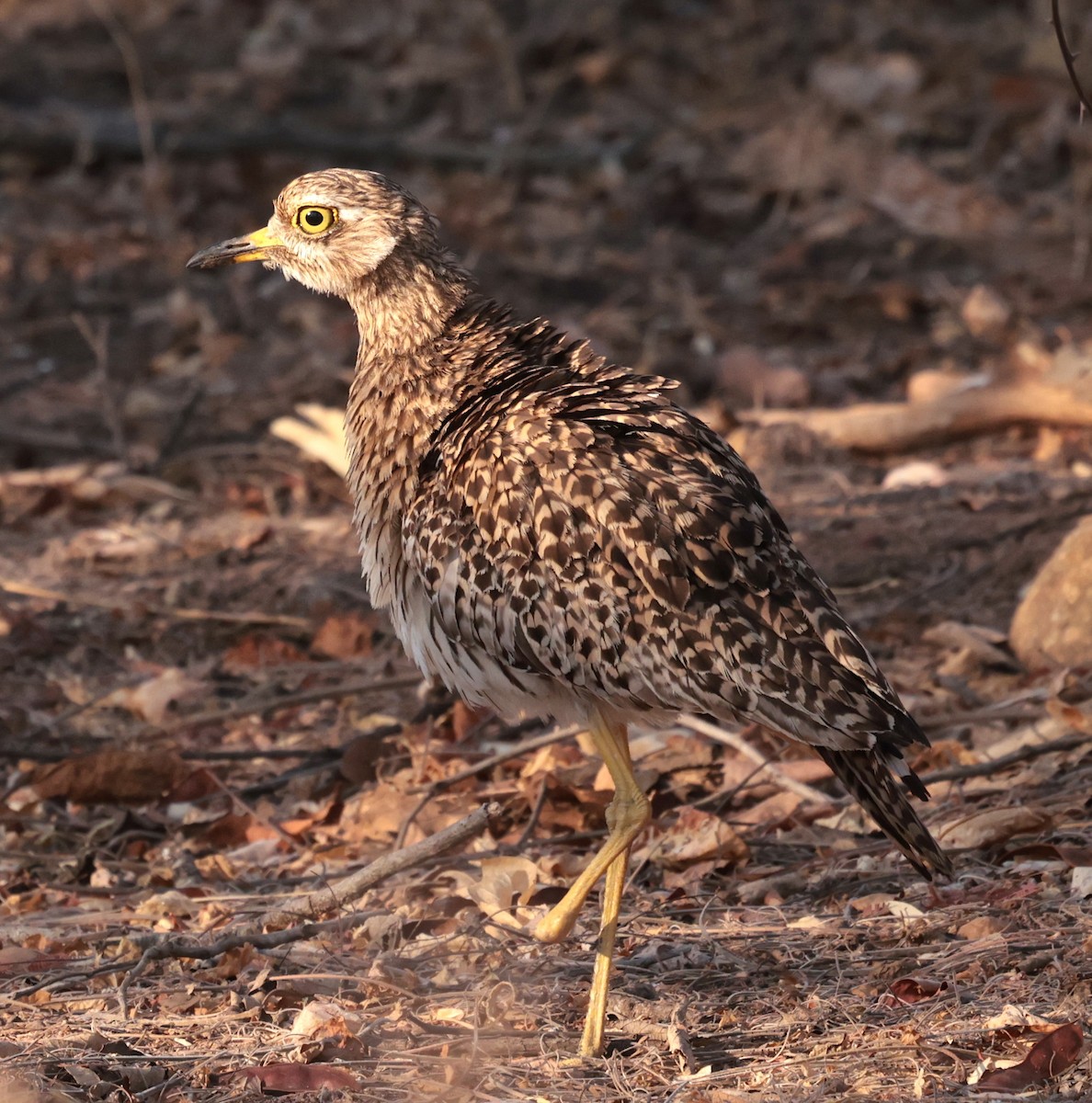 Spotted Thick-knee - ML643123816