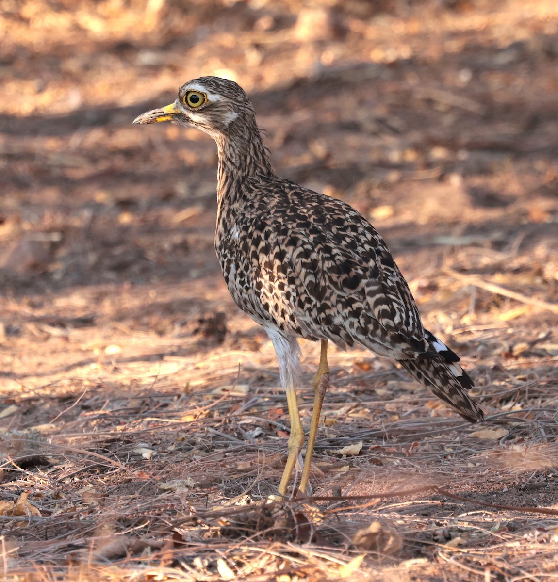 Spotted Thick-knee - ML643123817