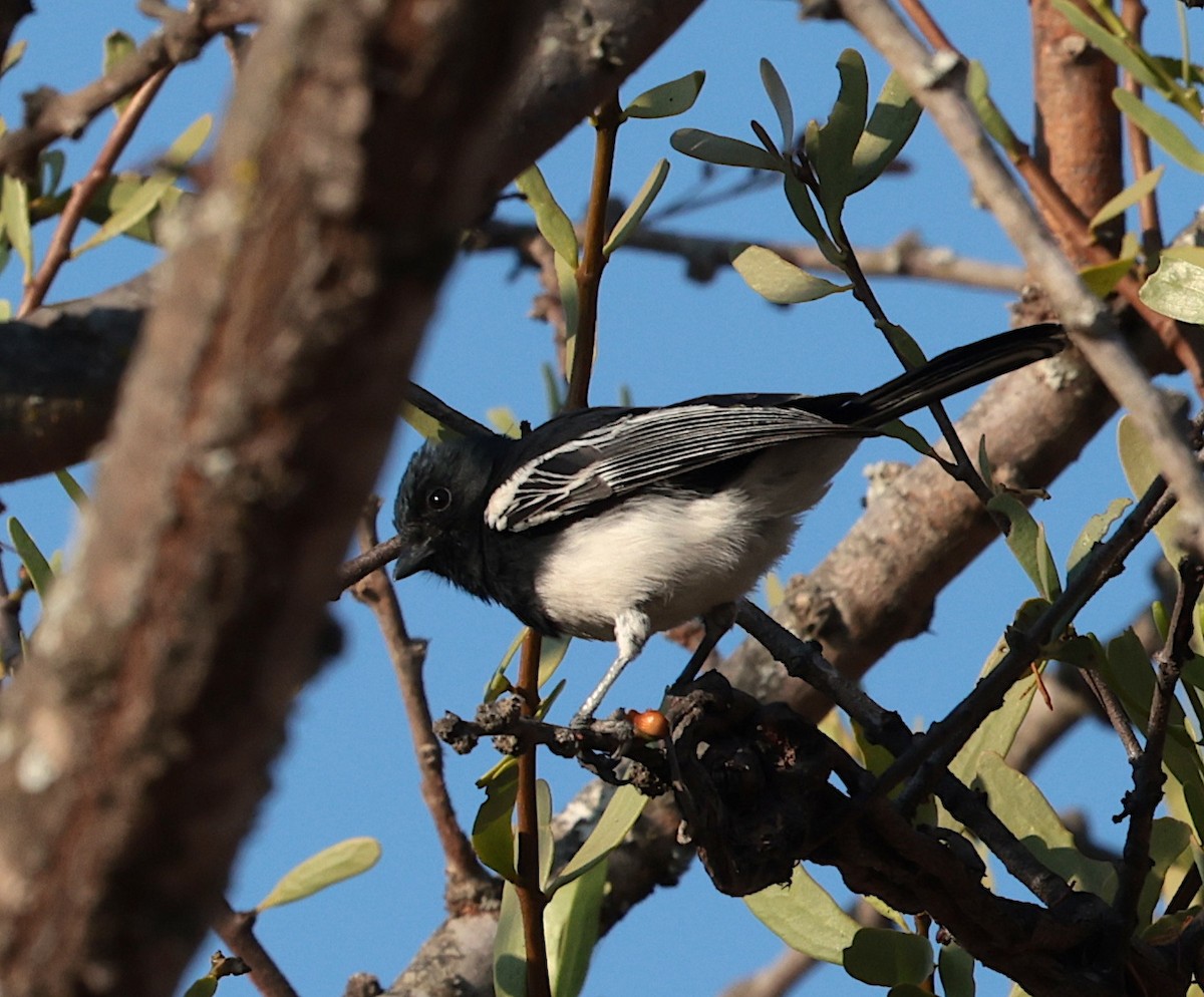 White-bellied Tit - ML643123823