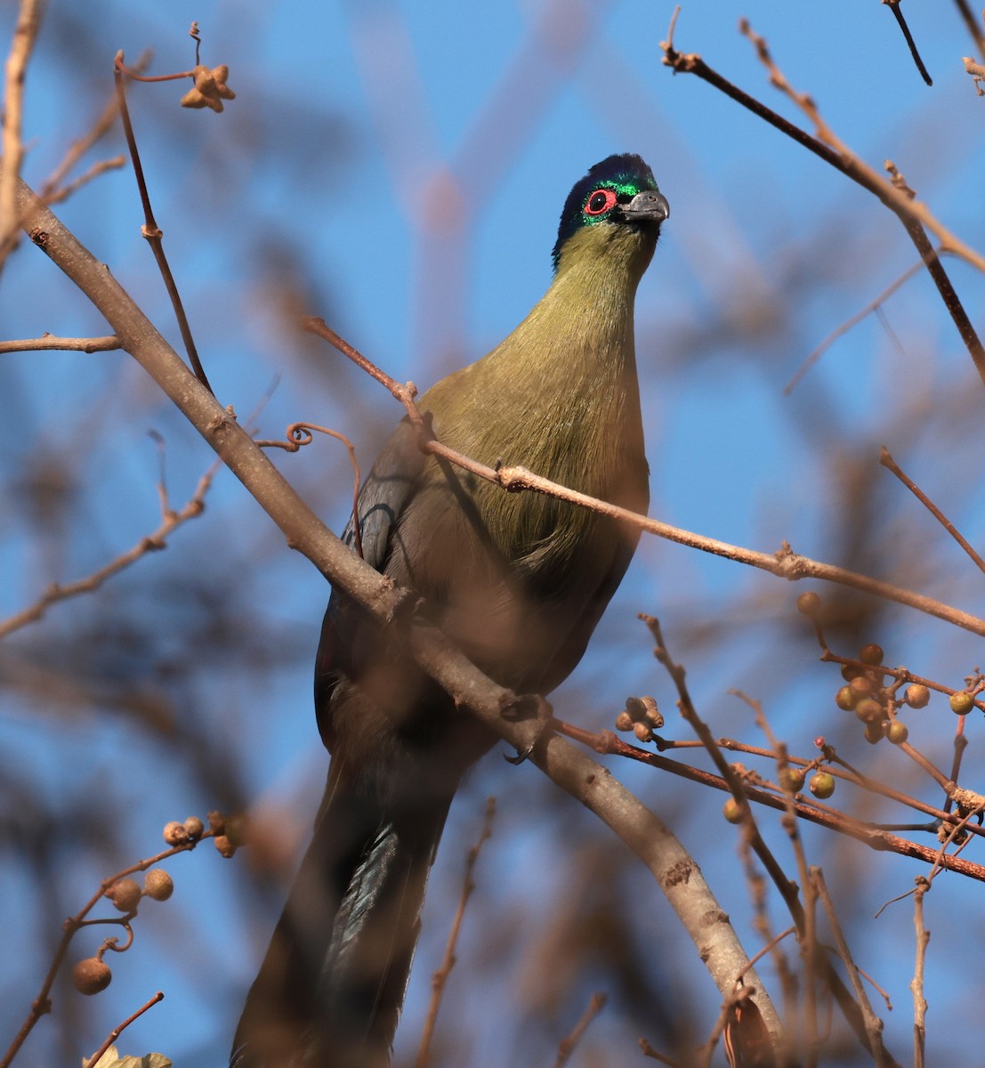 Purple-crested Turaco - ML643123825