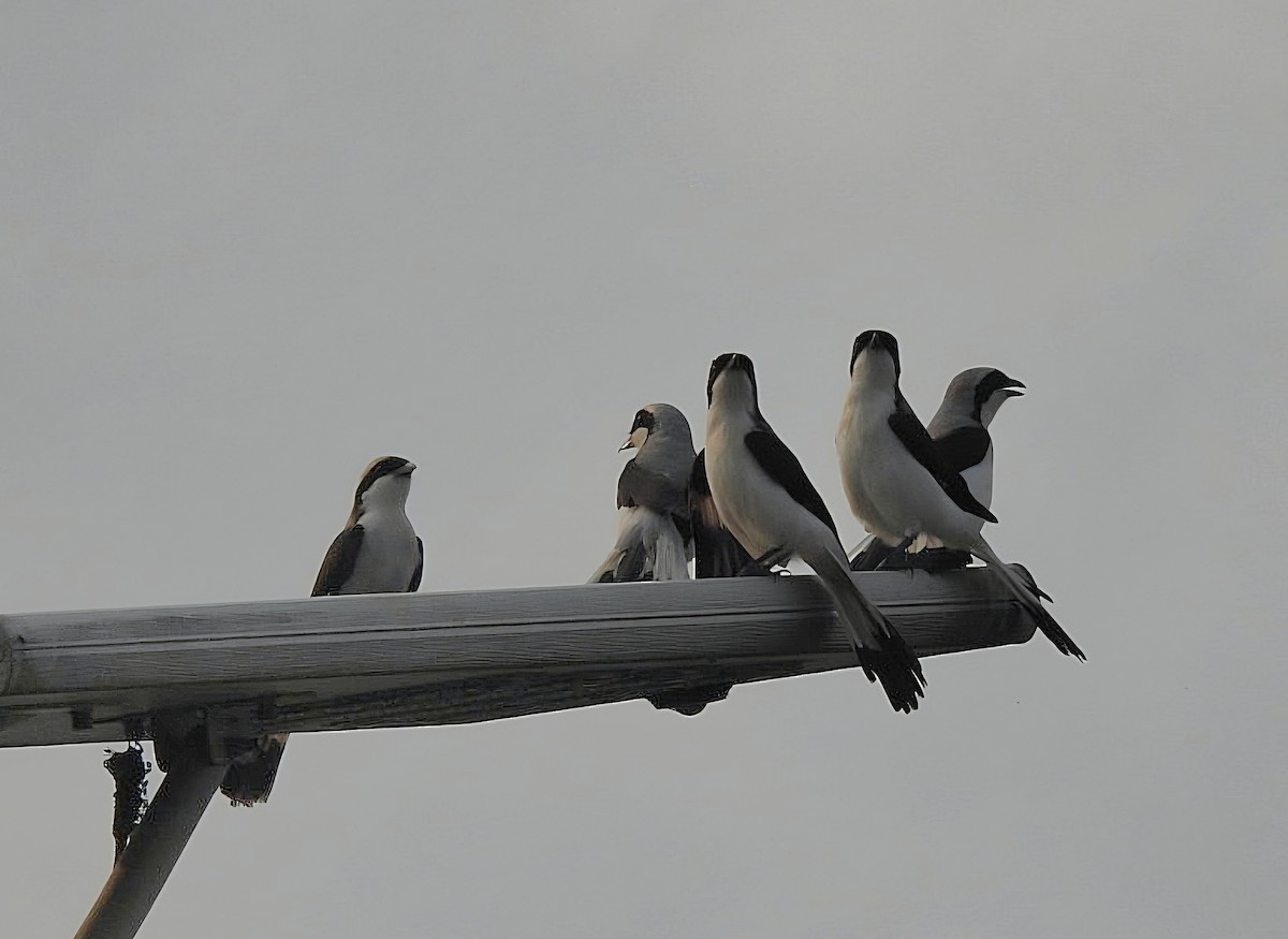 Gray-backed Fiscal - ML643123835