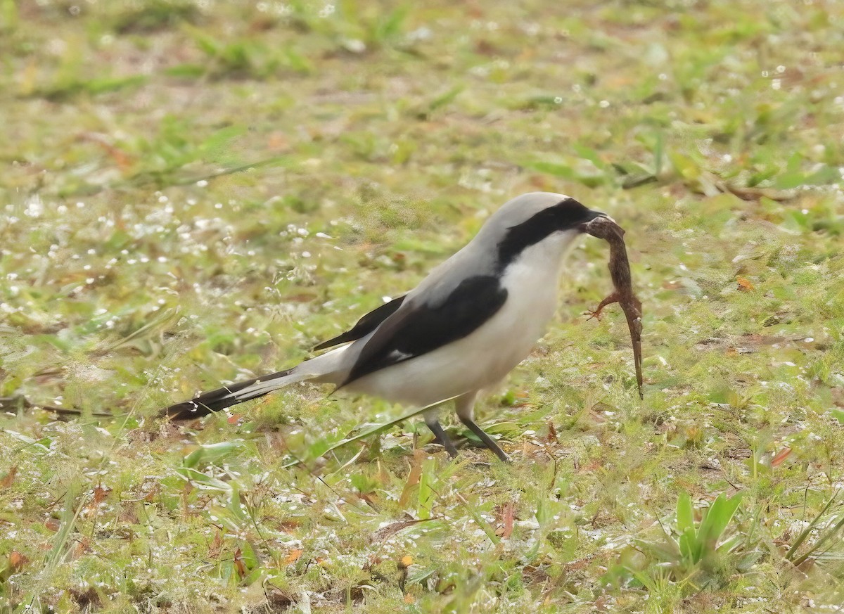 Gray-backed Fiscal - ML643123837
