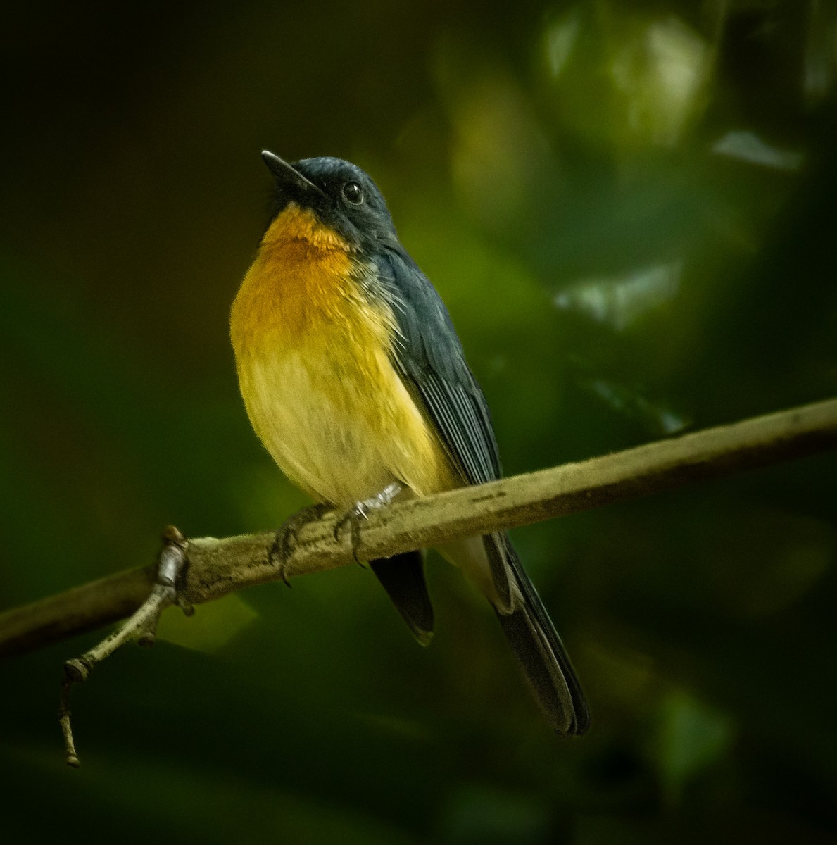 Tickell's Blue Flycatcher - ML643123840