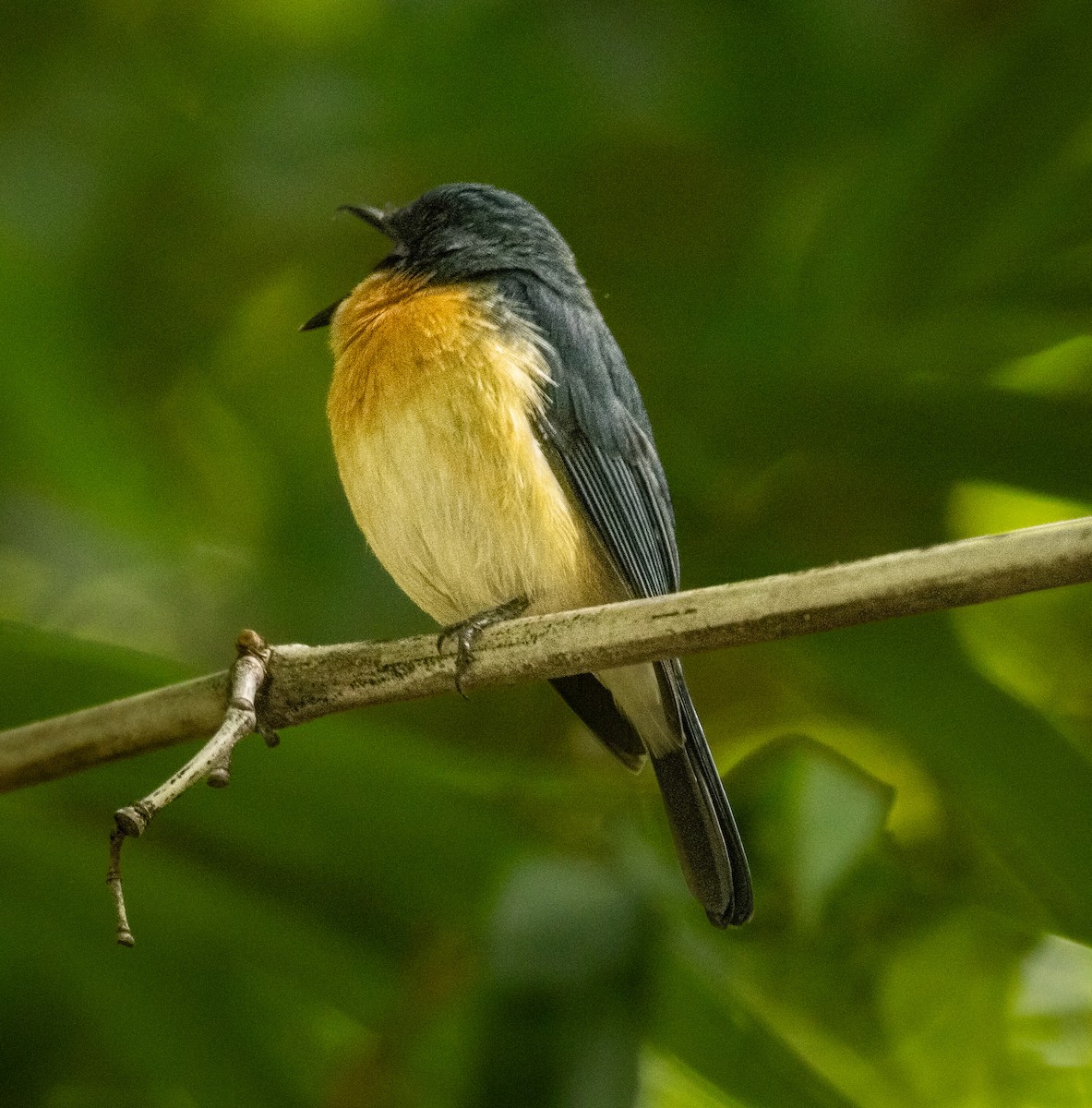Tickell's Blue Flycatcher - ML643123841