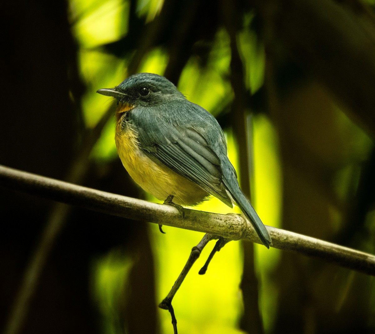 Tickell's Blue Flycatcher - ML643123842