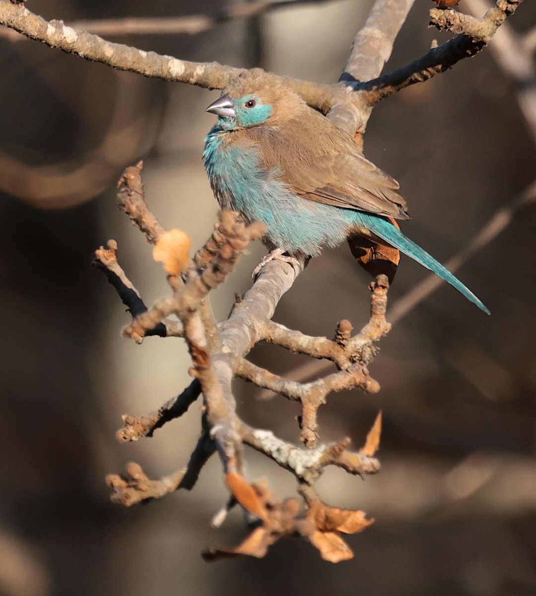 Red-cheeked Cordonbleu - ML643123843