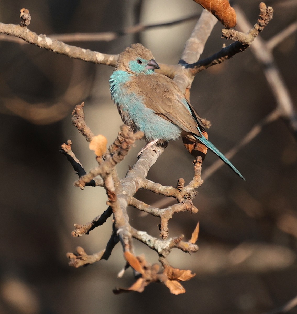 Red-cheeked Cordonbleu - ML643123844