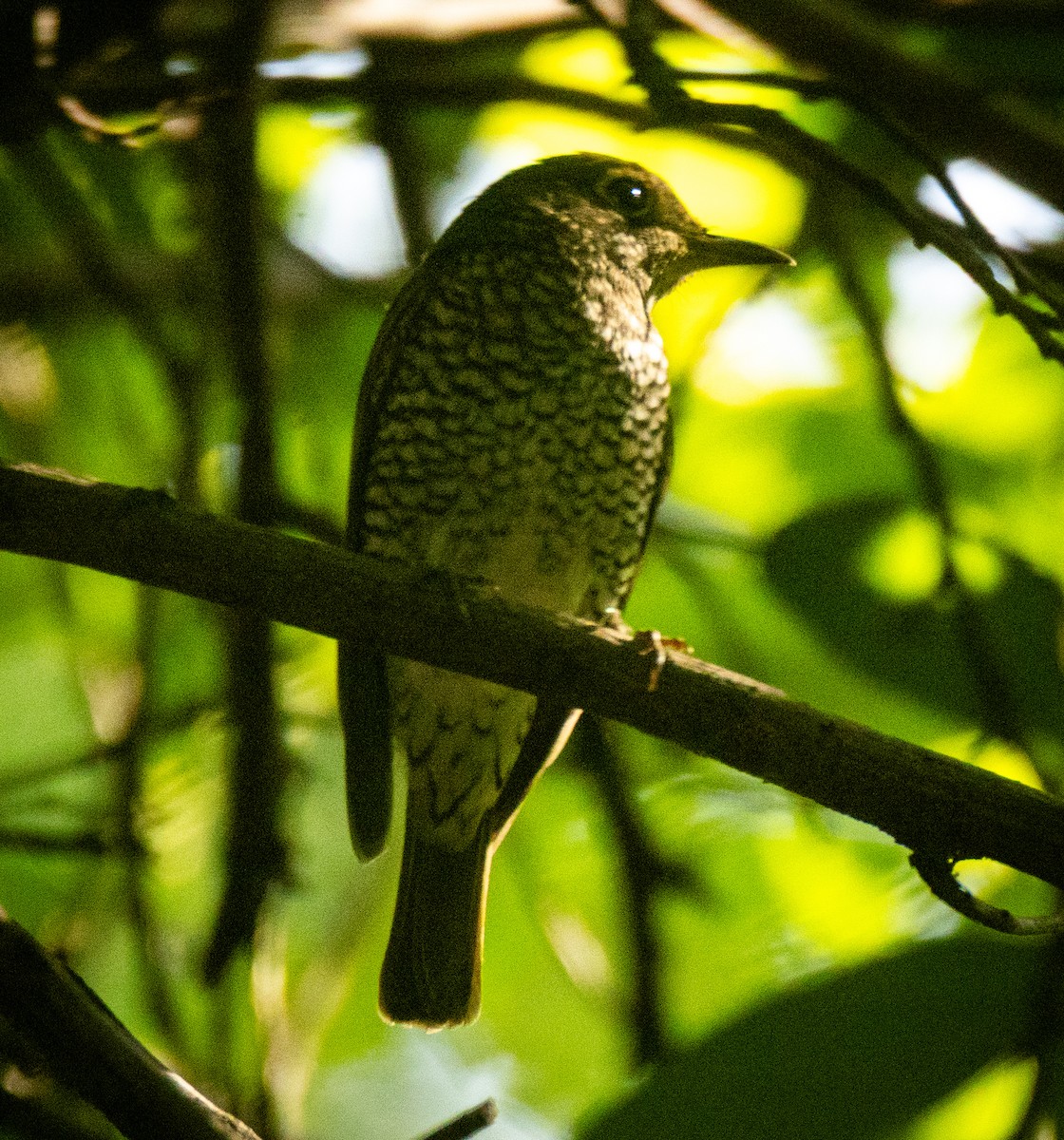 Blue-capped Rock-Thrush - ML643123847
