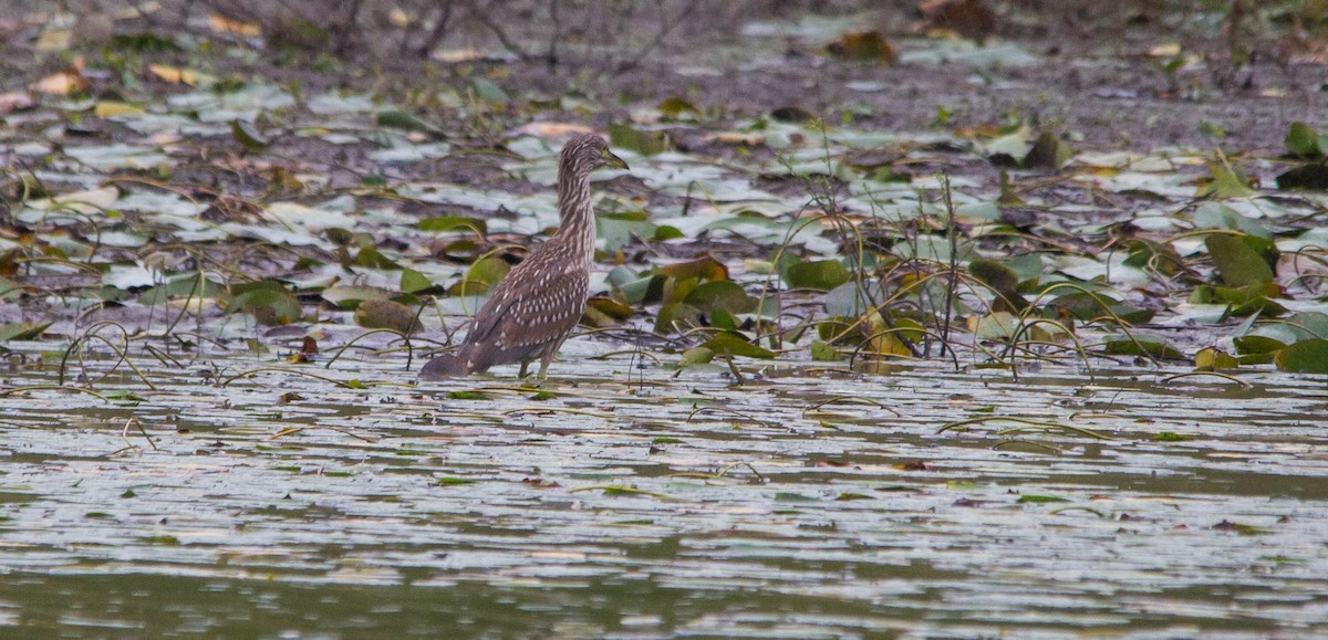 Ногоовор зашин - ML643123854