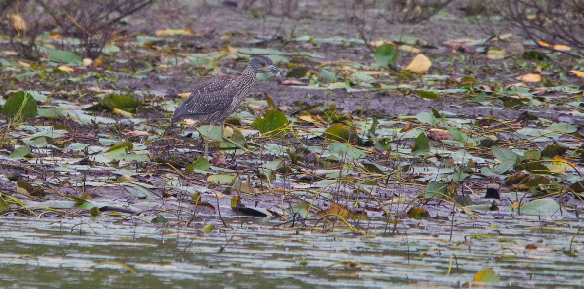Yellow-crowned Night Heron - ML643123856