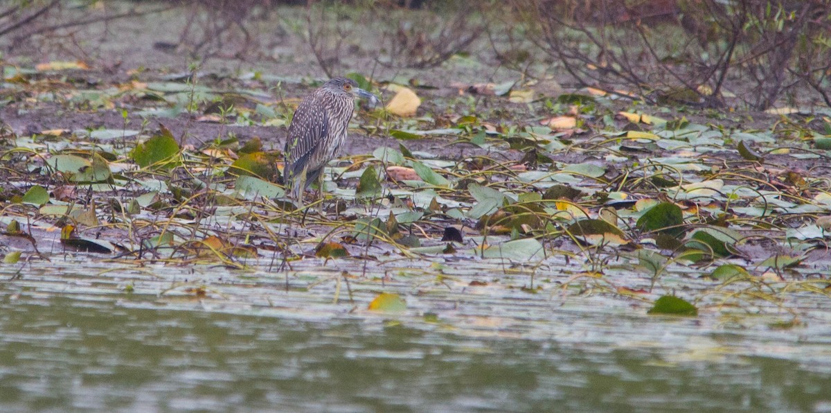 Yellow-crowned Night Heron - ML643123857