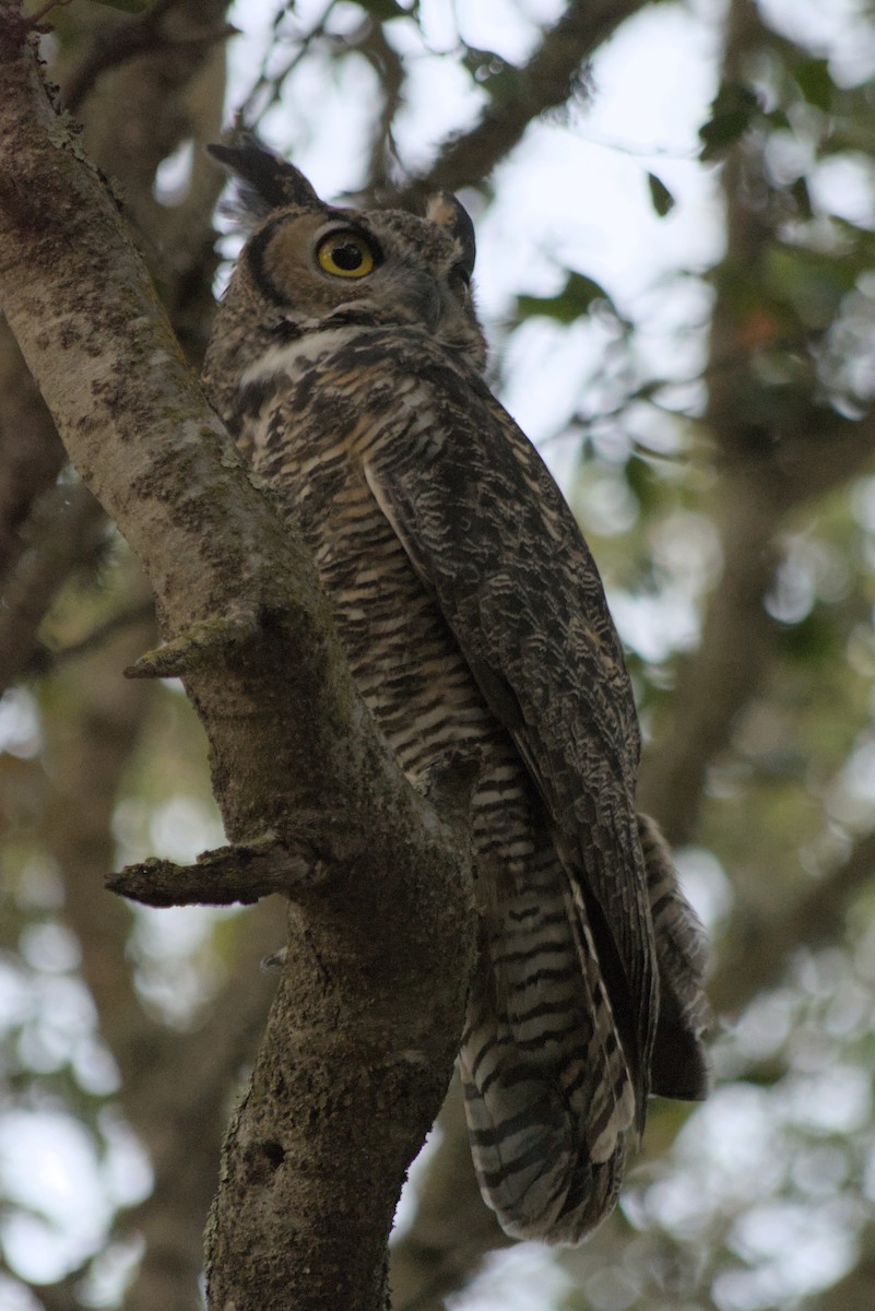Great Horned Owl - ML643123858